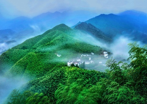 浙江龙泉以“四链”融合推动森林“四库”联动